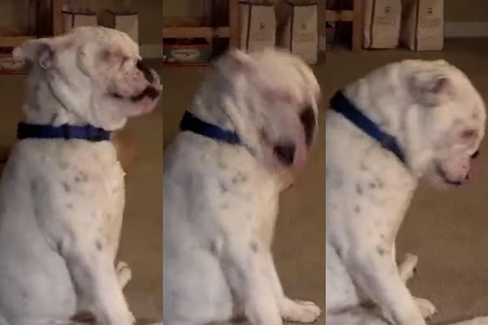 Super Chill Dog Headbangs to Nirvana&#8217;s &#8216;Come As You Are&#8217; [VIDEO]