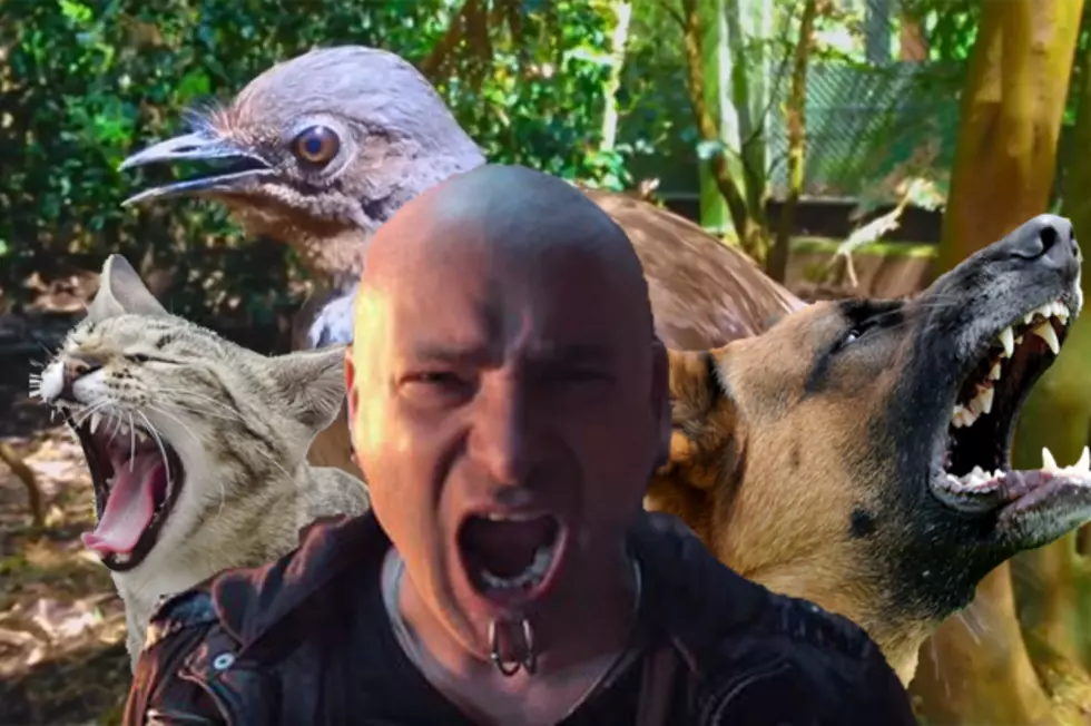 Animals Covering Disturbed&#8217;s &#8216;Down With the Sickness&#8217; Is Your New Anthem [VIDEO]