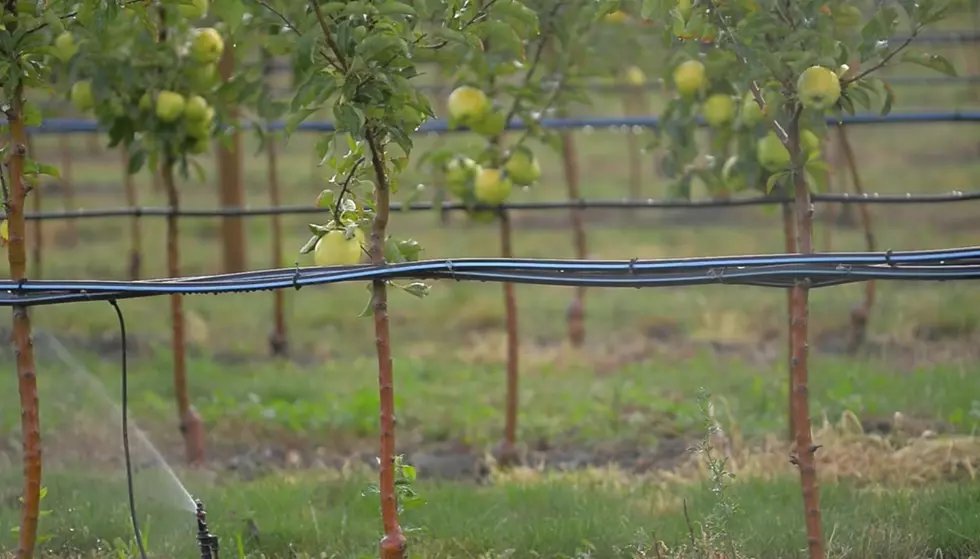 GMO Apples That Don&#8217;t Turn Brown Hitting Shelves Next Month [VIDEO]
