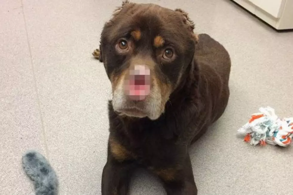 Detroit Dog Found With Ears and Nose Cut Off, Reward Offered
