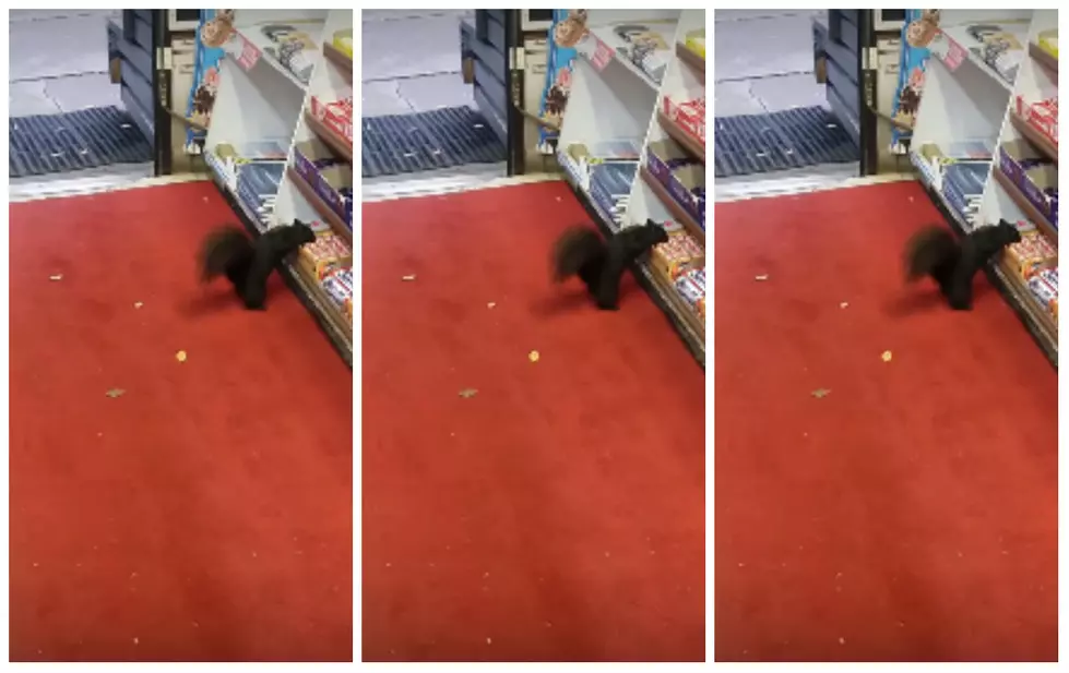Candy Crazed Squirrel On the Loose [VIDEO]