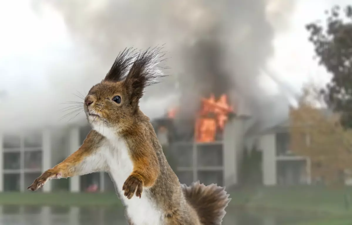 MI Man’s Blowtorch-Cooked Squirrel Dinner Caused $2 Million in Fire Damages