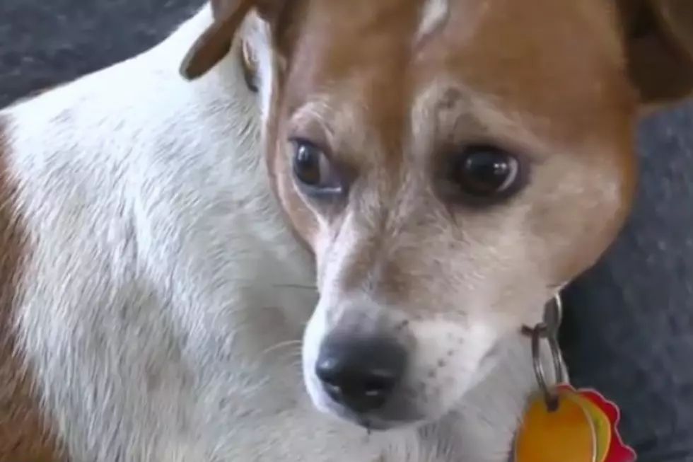 Family Proposes Vicious Dog Ordinance In Argentine Township [VIDEO]