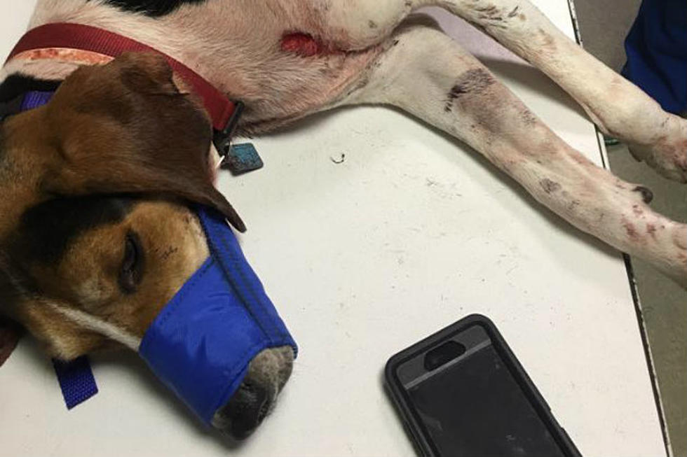 MI Dog Stabbed, Man Arrested