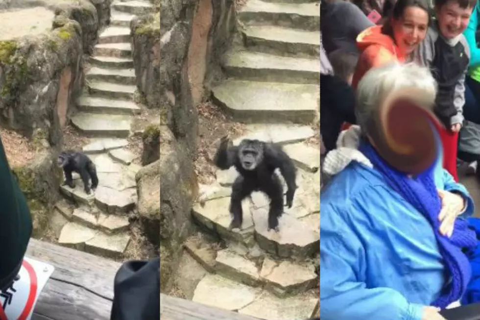 Chimp In Grand Rapids Flings Poo Into A Grandmother’s Face [VIDEO]