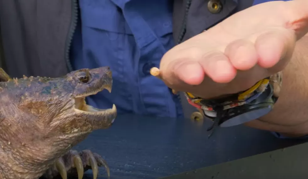 Brave Wilderness Host Proves How Dangerous Snapping Turtles Can Be [VIDEO]