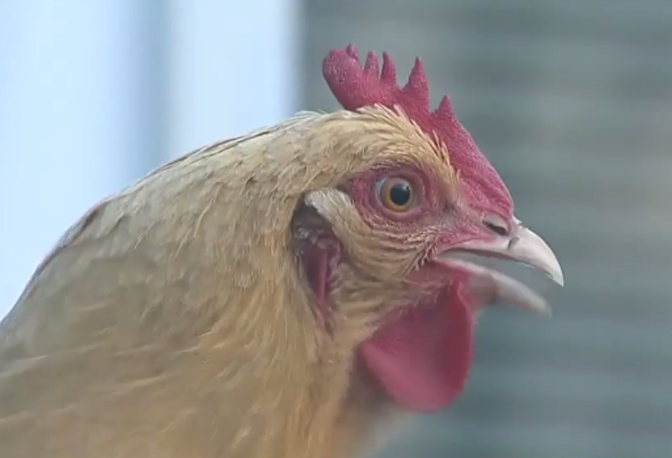 Fenton Couple Fight to Keep Their Chickens [VIDEO]