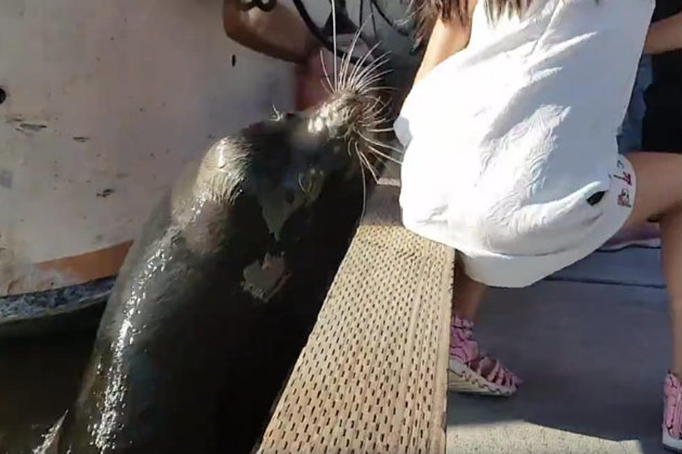 Sea Lion Pulls Little Girl Into Water [VIDEO]