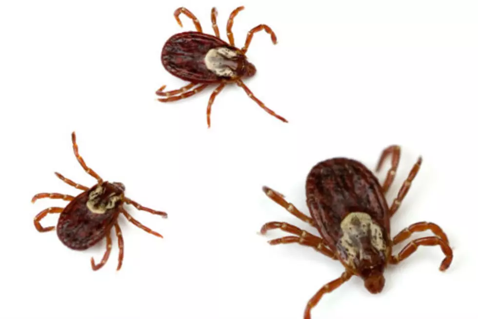 Tick Population on The Rise in Michigan [VIDEO]