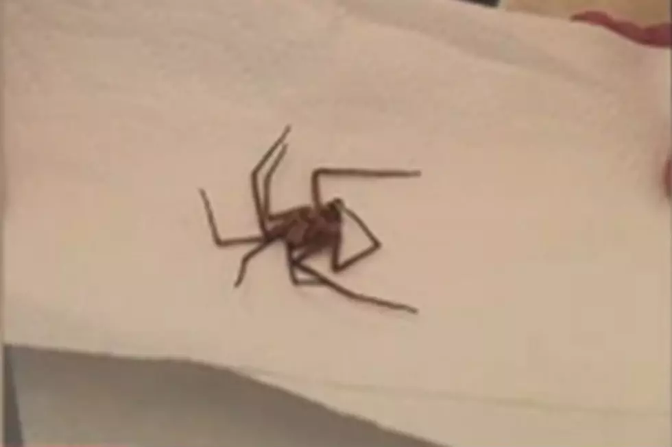 Michigan Mom Finds Huge Huntsman Spider In Child’s Bedroom [VIDEO]