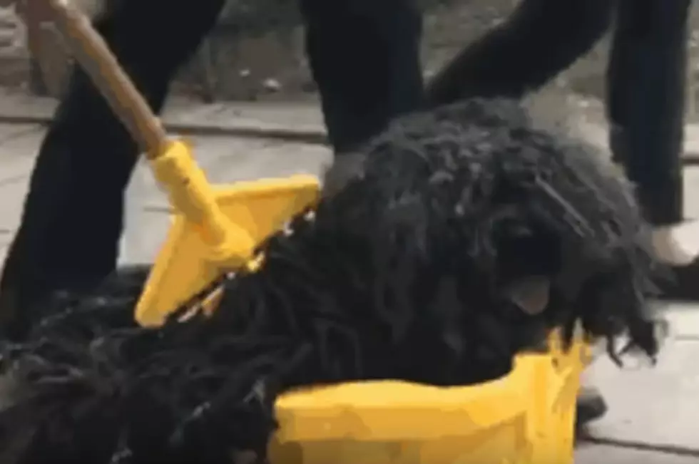 Dog Mop' Is The Best Pet Costume Ever [VIDEO]