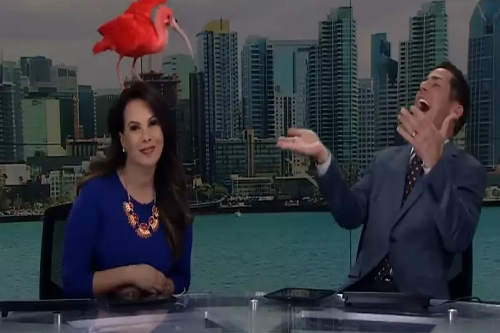 Bird Lands On Anchor’s Head [VIDEO]
