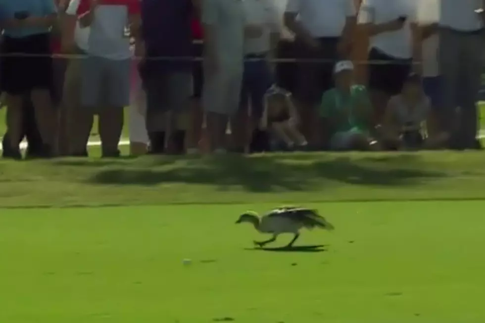 Tiger Woods Hits Goose With Drive at The Honda Classic [VIDEO]