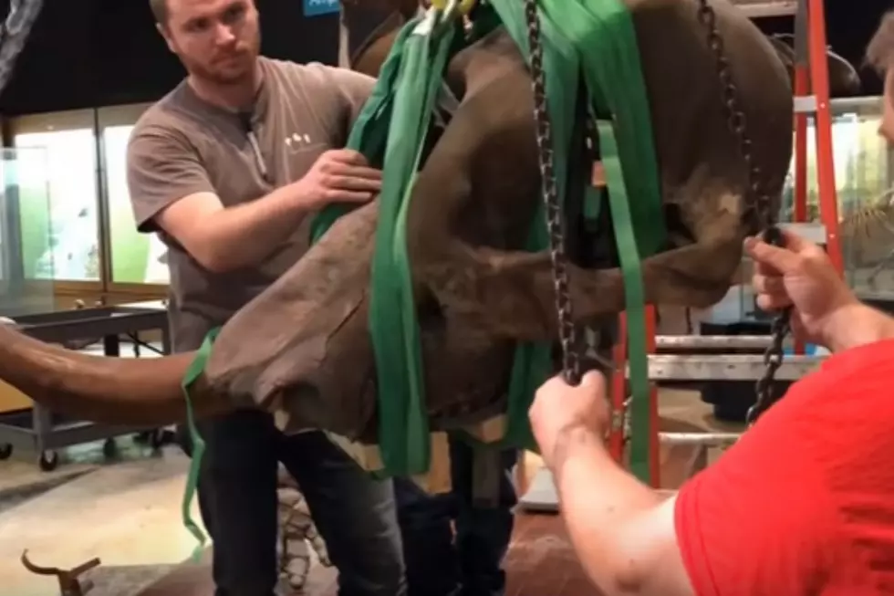 UofM Researchers Disassemble, Move Mastodon Skeleton [VIDEO]