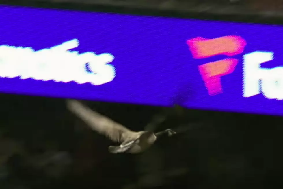 Goose Flies Into Scoreboard During Tigers Game at Comerica Park [VIDEO]