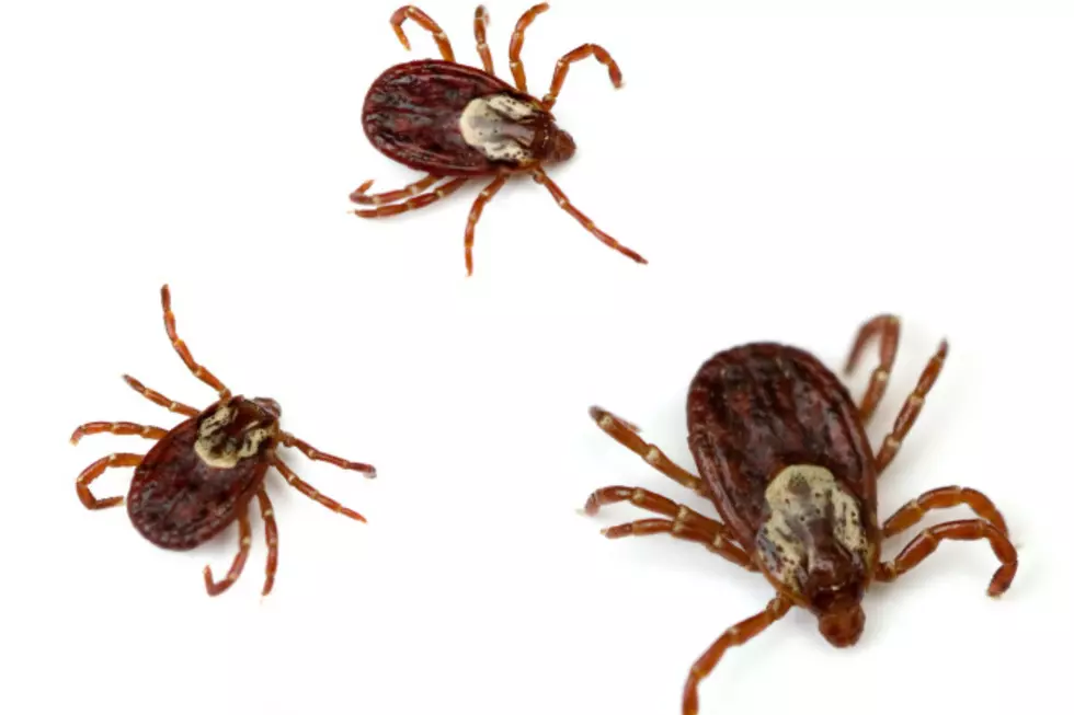 Certain Tick Bites Can Lead to Red Meat Allergy [VIDEO]
