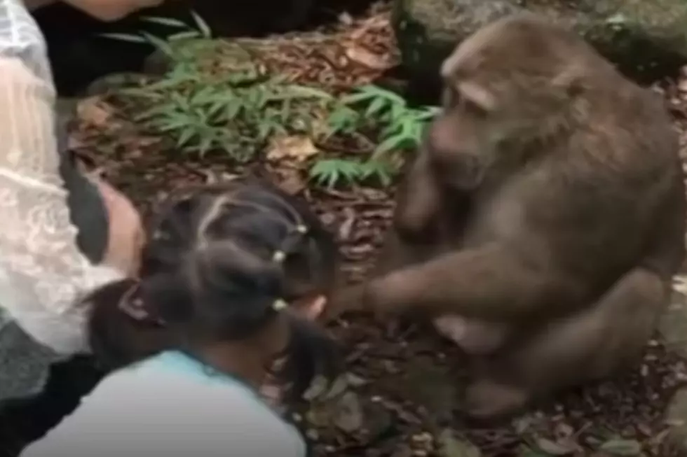 Monkey Punches Little Girl In The Face Over Food [VIDEO]