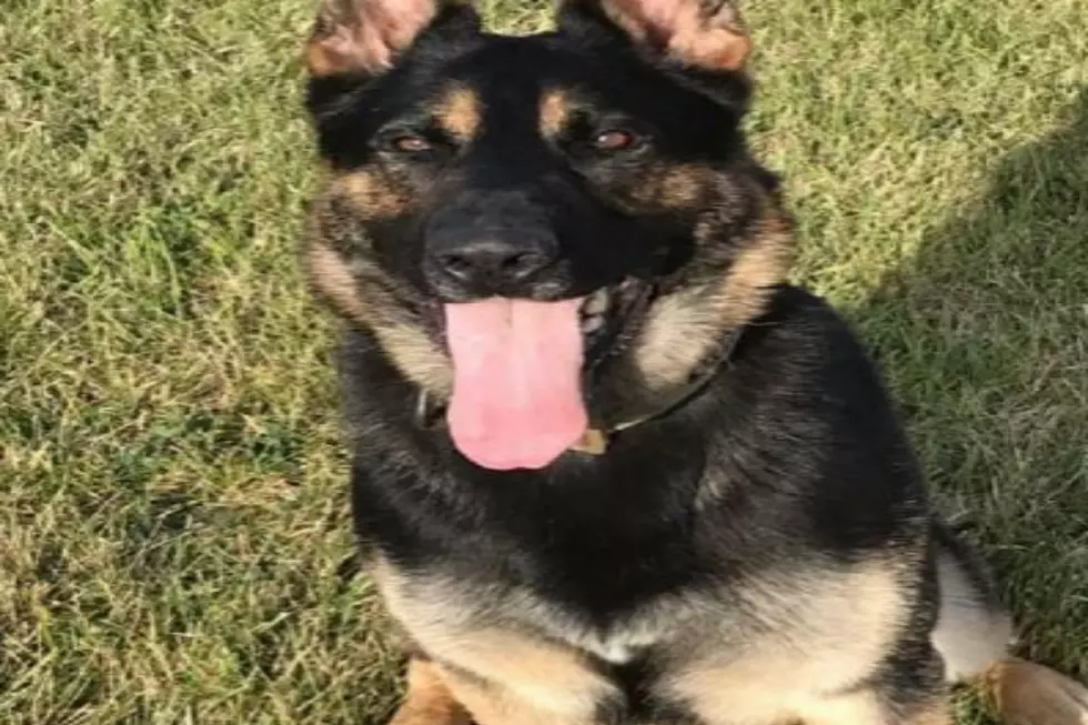 Genesee County Sheriff’s Department Mourning The Loss Of K-9 Officer