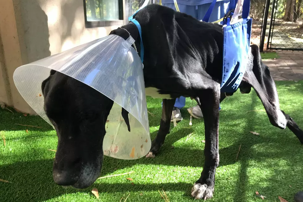 Starved Great Dane Eats Own Foot To Survive