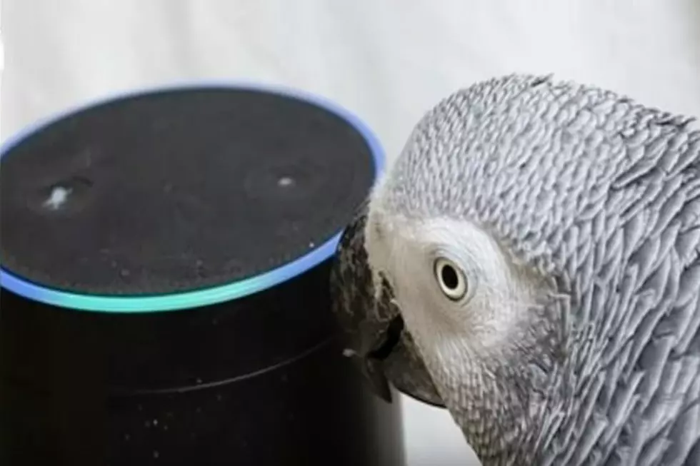 Talking Parrot Orders Items On Amazon With Alexa [Video]