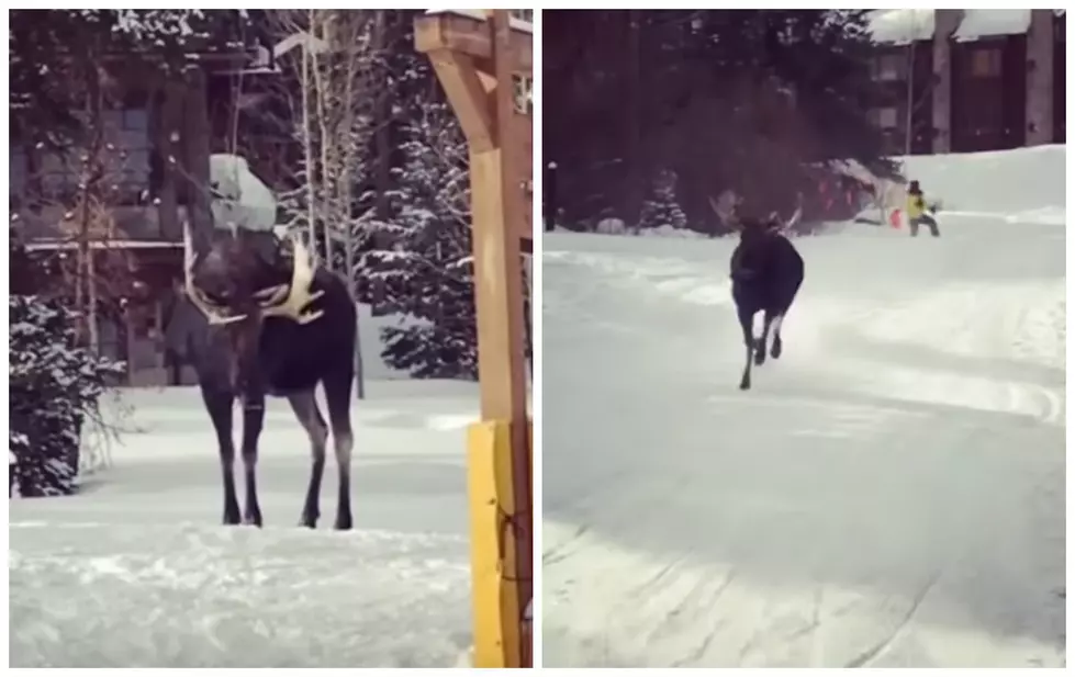 Moose On The Loose At Ski Resort [VIDEO]