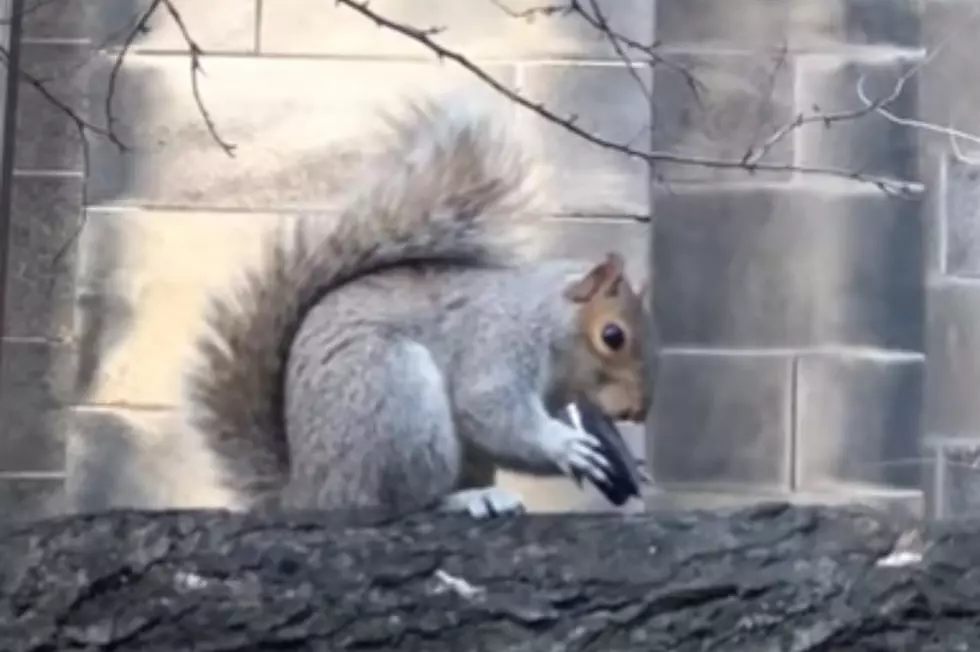 Squirrel Eating Oreo Is Breaking The Internet [VIDEO]