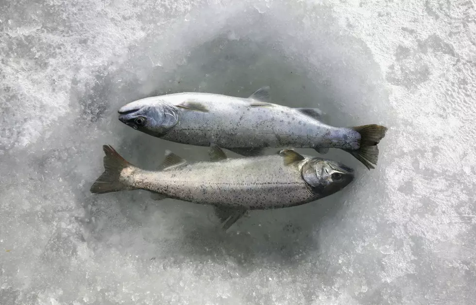 MI DNR Says Fish Kills May Be Common During Spring Thaw