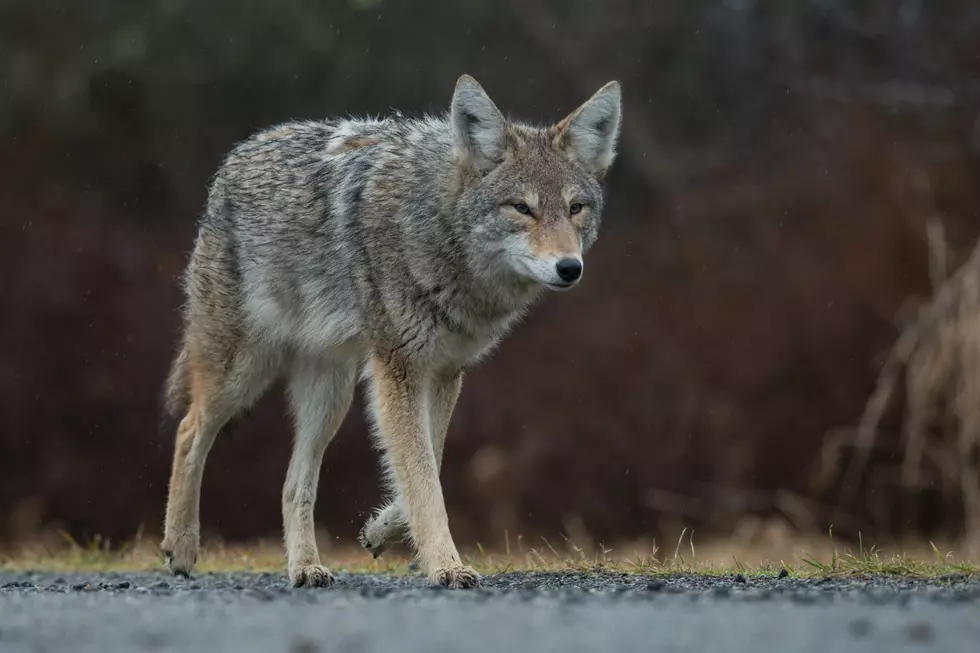 Watch Your Pets: It’s Coyote Season in Mid-Michigan