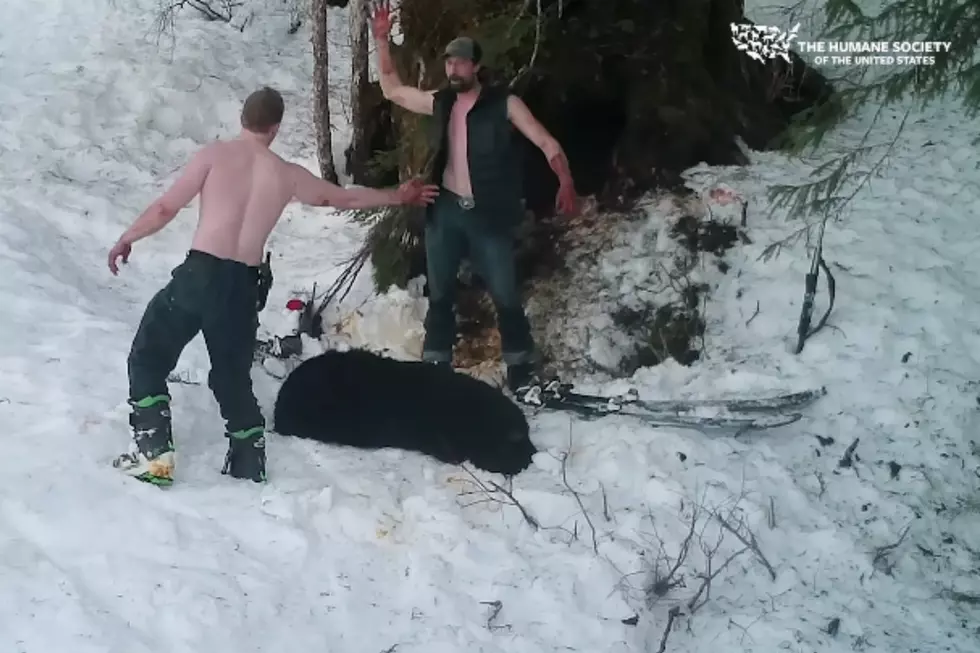 Graphic Video Shows 2 Men Killing Hibernating Bear and Her Cubs
