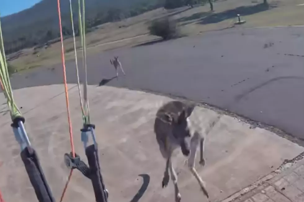 Paraglider Attacked By Kangaroo [VIDEO]