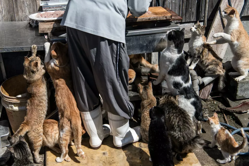 Michigan Woman Charged After Authorities Find 86 Cats in Home