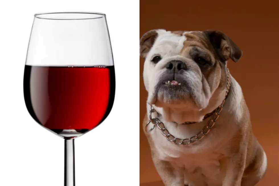 Movie Theater Offers Bottomless Wine And You Can Bring Your Dog