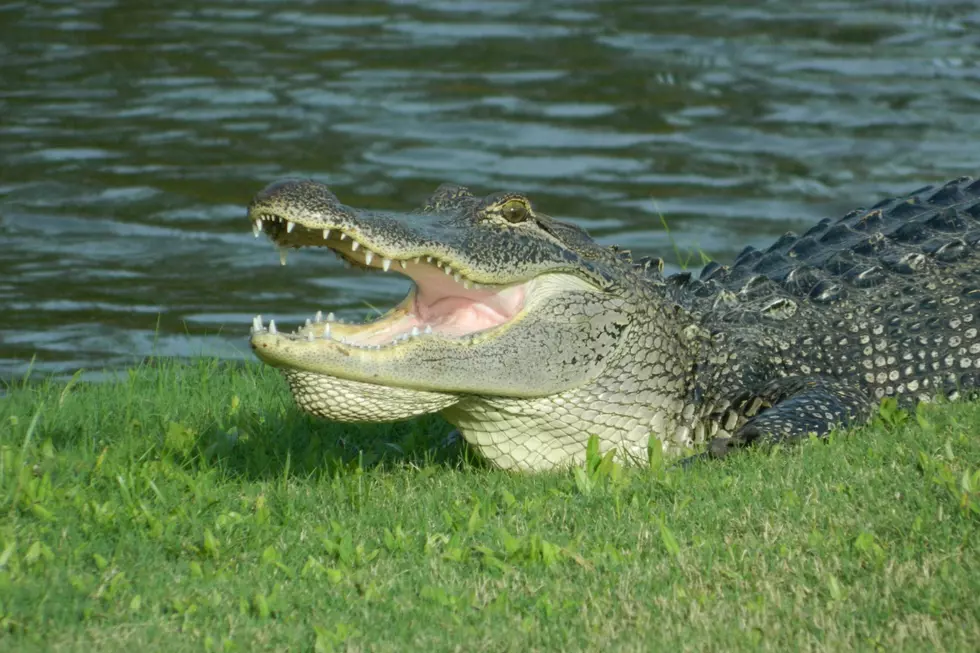 5-foot-long Alligator Struck by Vehicle in Michigan