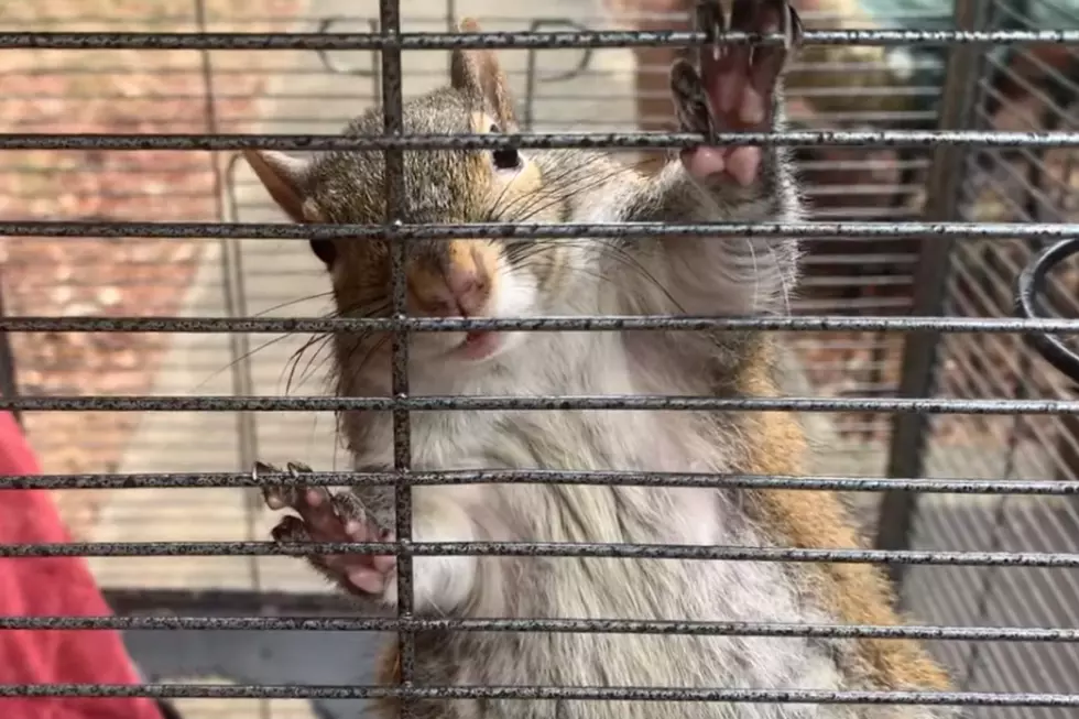 Meth Addicted Squirrel Seized During Drug Raid [VIDEO]
