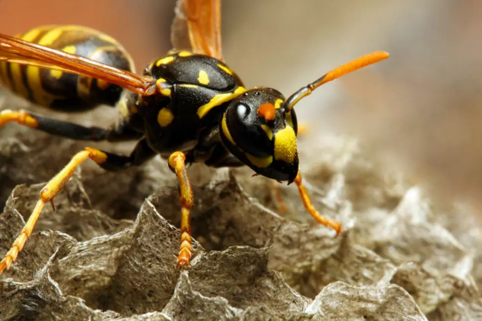 MI Man Accidentally Stirs Up Wasp Nest, Gets Stung to Death