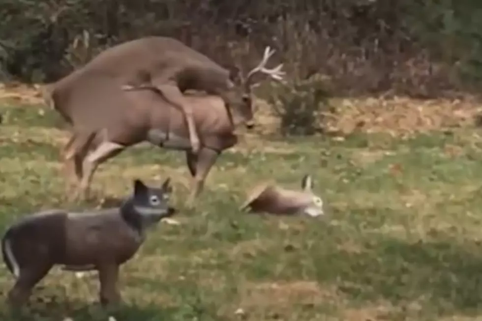 Love You Deerly – Buck Humps Doe Decoys Head Off [VIDEO]