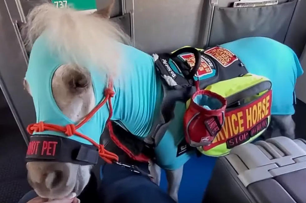 Michigan Mini Service Horse Makes First Flight To California [VIDEO]