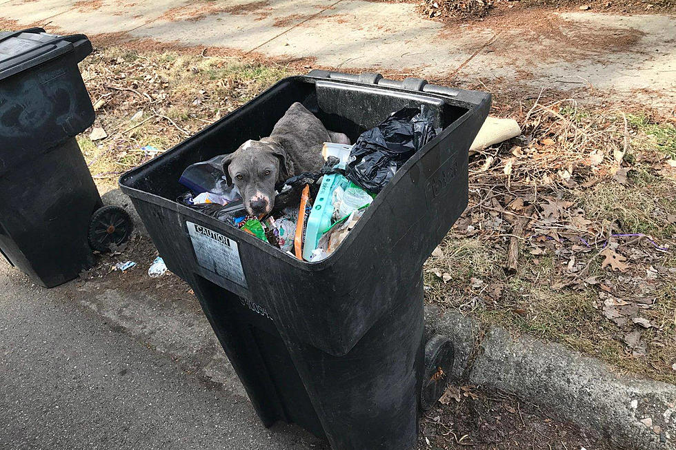 Live Dog Found in Detroit Trash Can