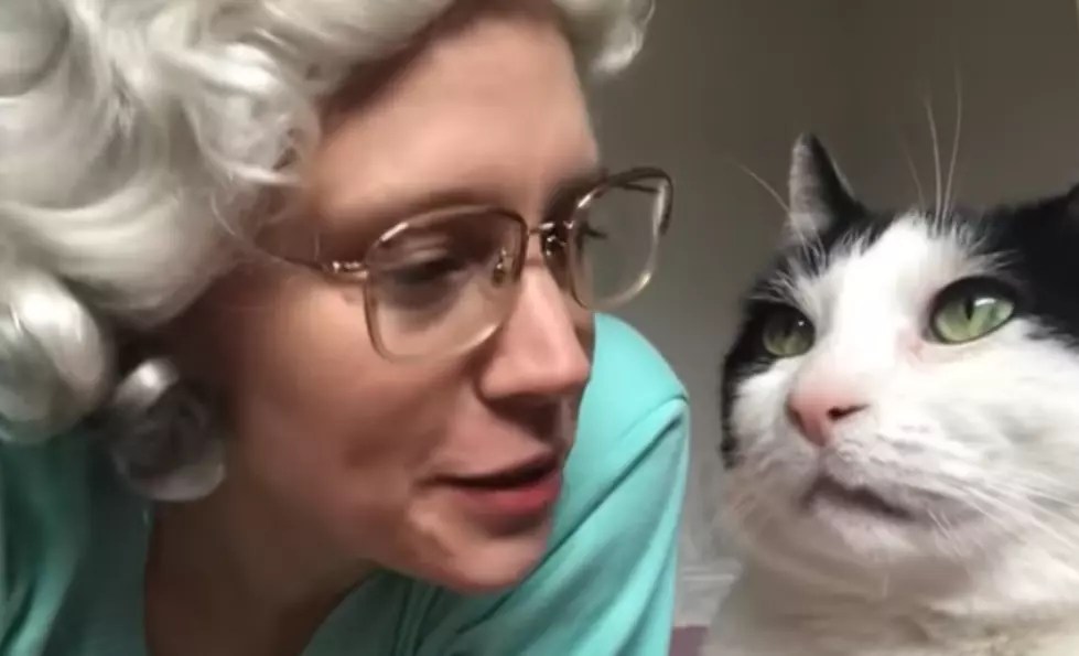 SNL Cat Adoption Skit Is Purr-Fection [VIDEO]