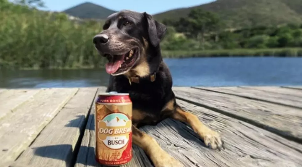 Have A Beer With Your Best Friend – Busch Introduces Beer For Dogs