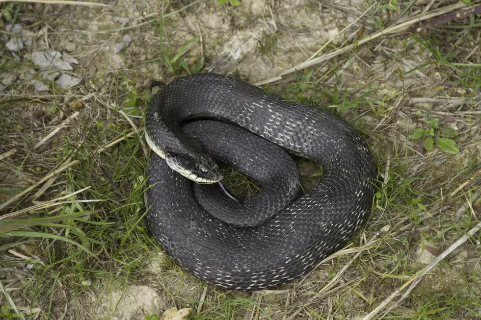 Doctor&#8217;s Pull 4 Foot Snake From Woman&#8217;s Throat [VIDEO]