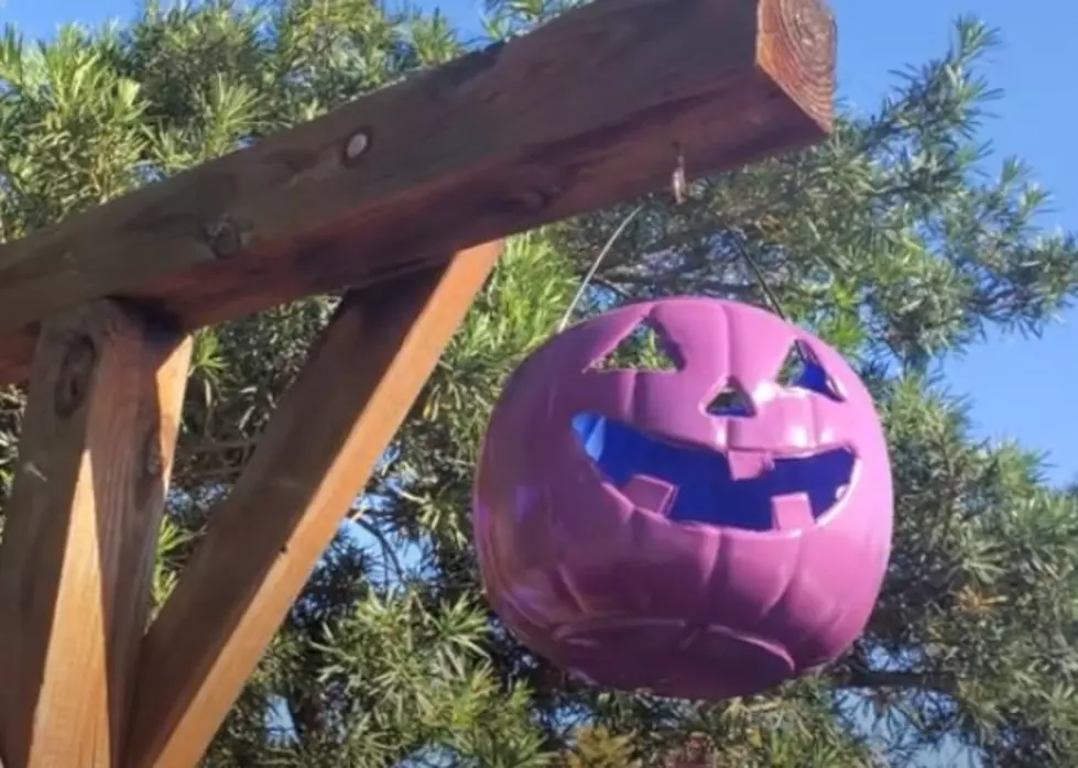 This Is Why People Are Putting Out Purple Pumpkins For Halloween [VIDEO]
