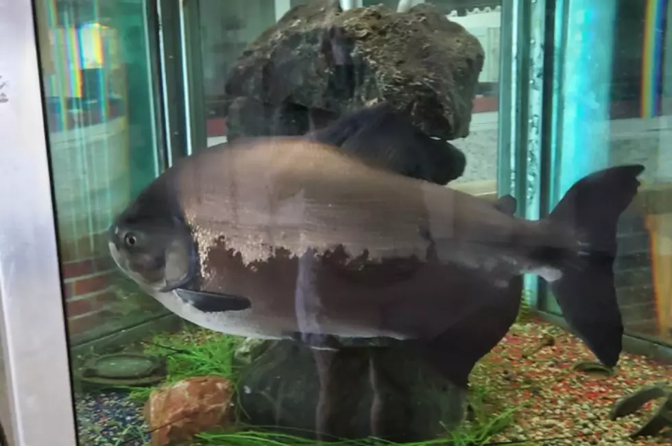 Dort Mall Fish Relocating To A Bigger Tank, Different State [VIDEO]