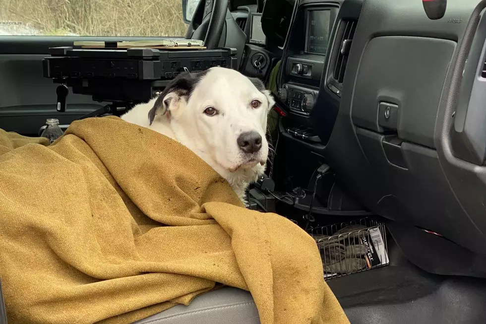Dog Rescued by Michigan DNR After Falling Off Cliff