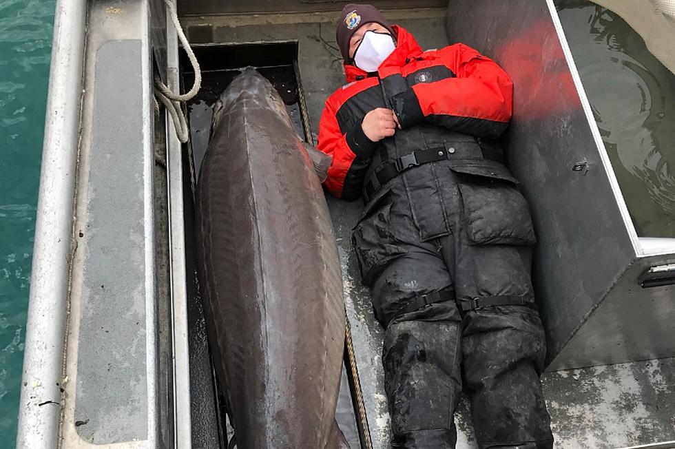 200 Pound, 100-Year-Old, Monster Sturgeon Pulled Out of Detroit River