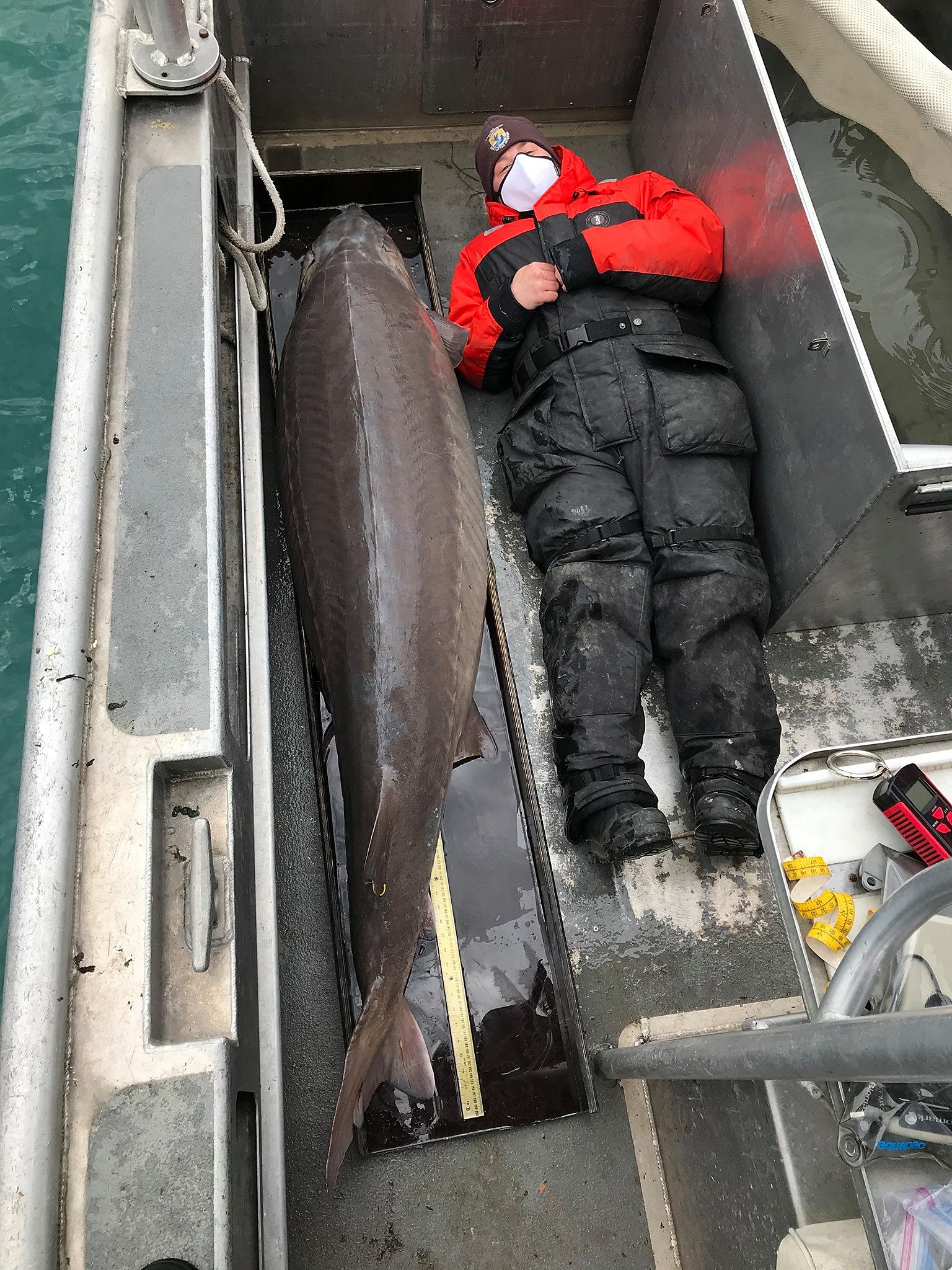 125-Year-Old Lake Sturgeon is Believed to Be The Largest Ever