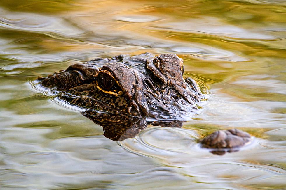 City Worker Pulls Alligator From Michigan Sewage Pond