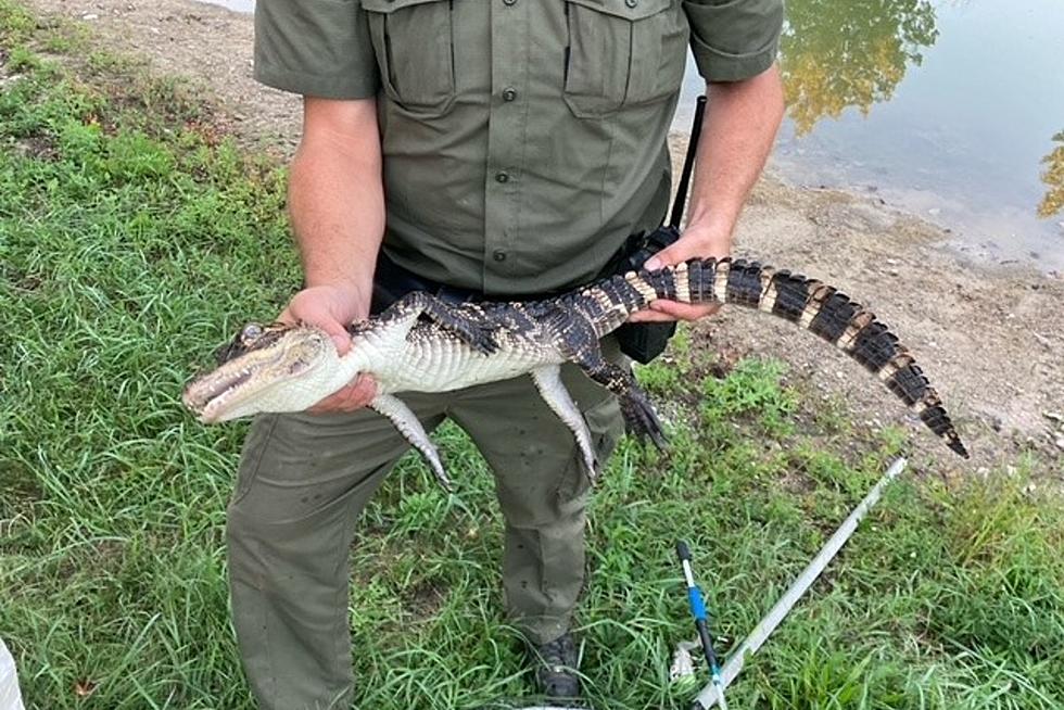 You Don’t See that Every Day – Alligator Found in Tuscola County Pond