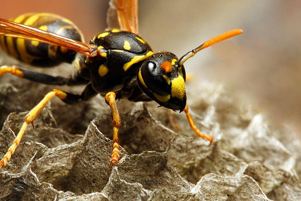 Why Michigan Yellow Jackets are so Freaking Annoying in The Fall