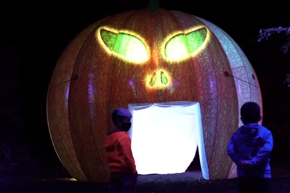 Haunted MI Forest Comes to Life With Trippy Halloween-Themed Light Show